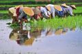 Rice fields