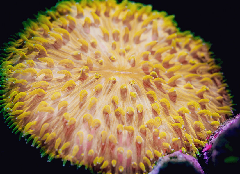 Tiny Corals with Big Secrets