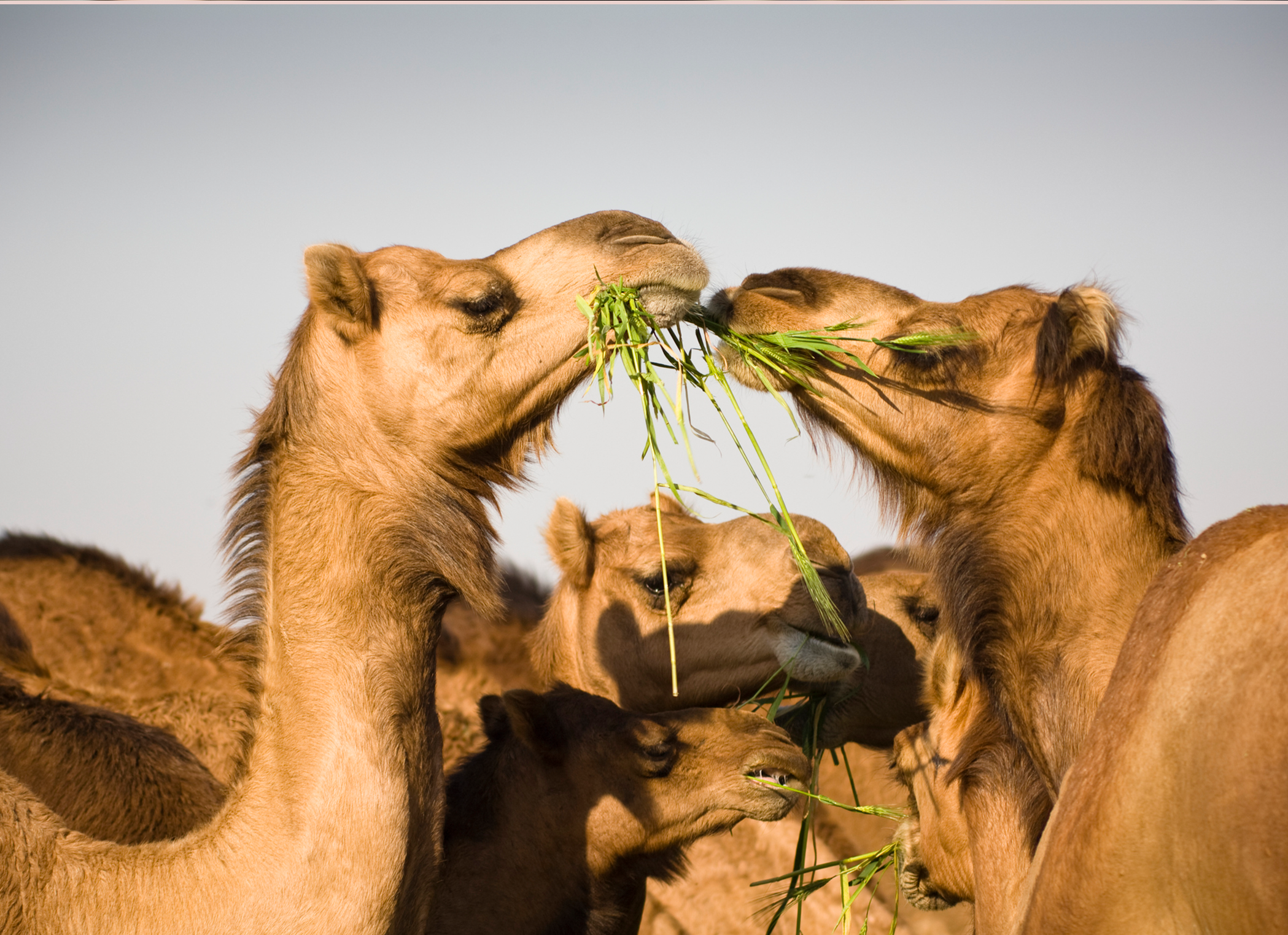 Horses, camels and deer get a bad rap for razing plants