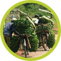 East African highland cooking bananas are the most
      important staple food in Uganda.