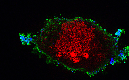 Looking for life in all the right places Looking for life in all the right places microscopy zoom background