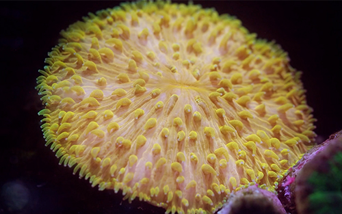 A day in the life of a solitary coral A day in the life of a solitary coral science zoom background