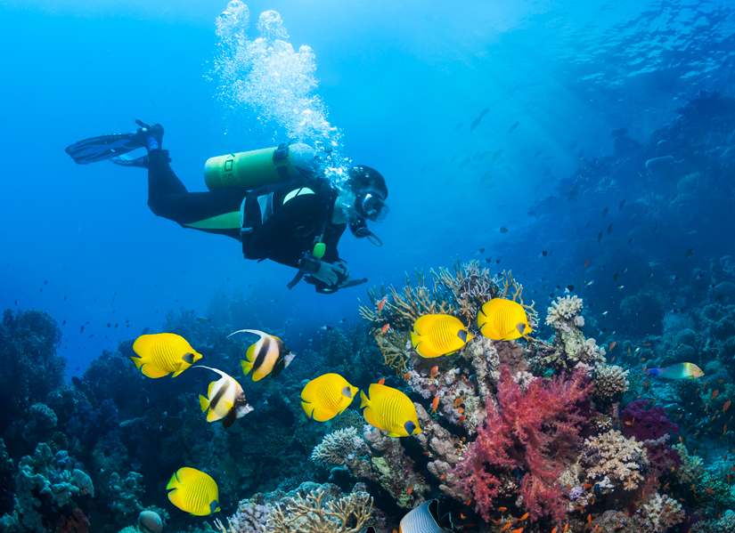 Career in focus: Barrier Reef Rescuer