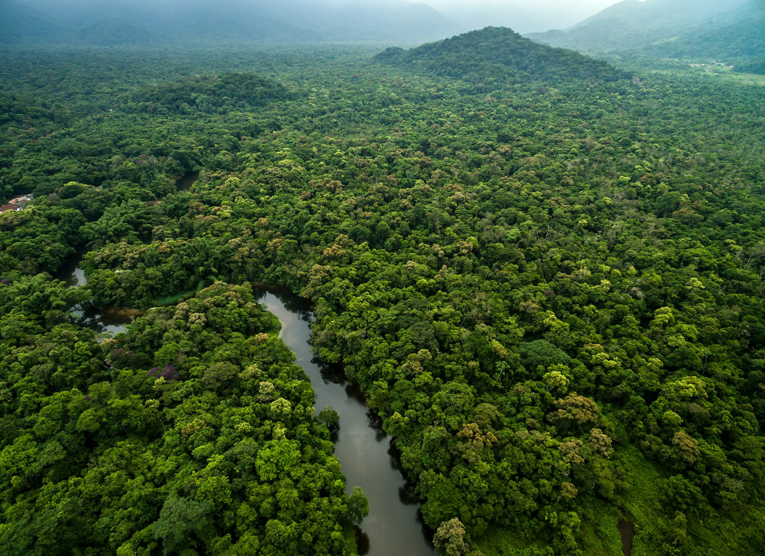 215 million hectares of forest – an area bigger than Mexico – could grow back by itself, if we can just leave it alone