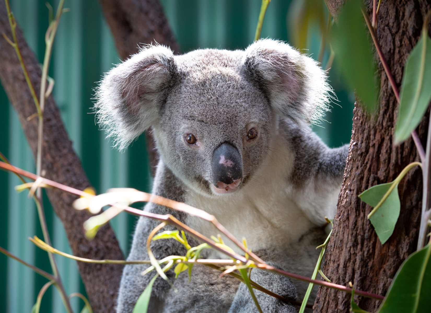 Giving koalas a fair shot at survival