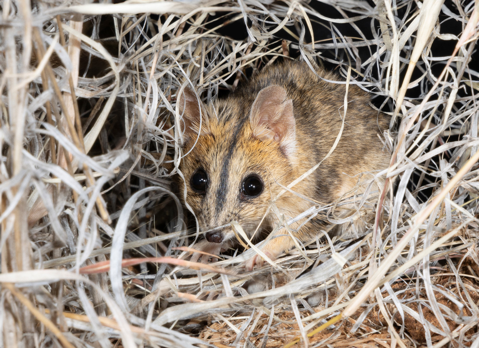 The secret world of the dunnart